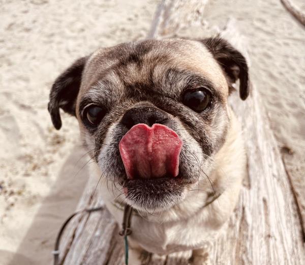 /images/uploads/pug nation rescue of los angeles/pugnation2024/entries/30820thumb.jpg
